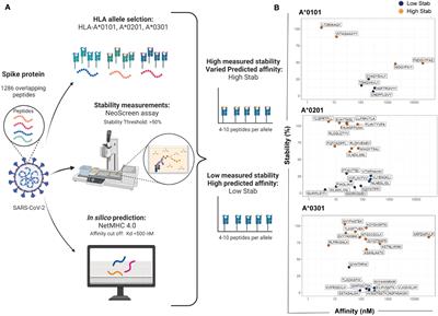 Impact of peptide:HLA complex stability for the identification of SARS-CoV-2-specific CD8+T cells